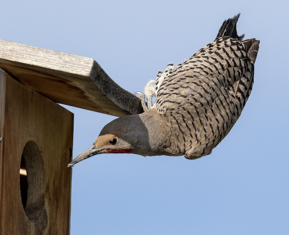 Northern Flicker - ML614871116