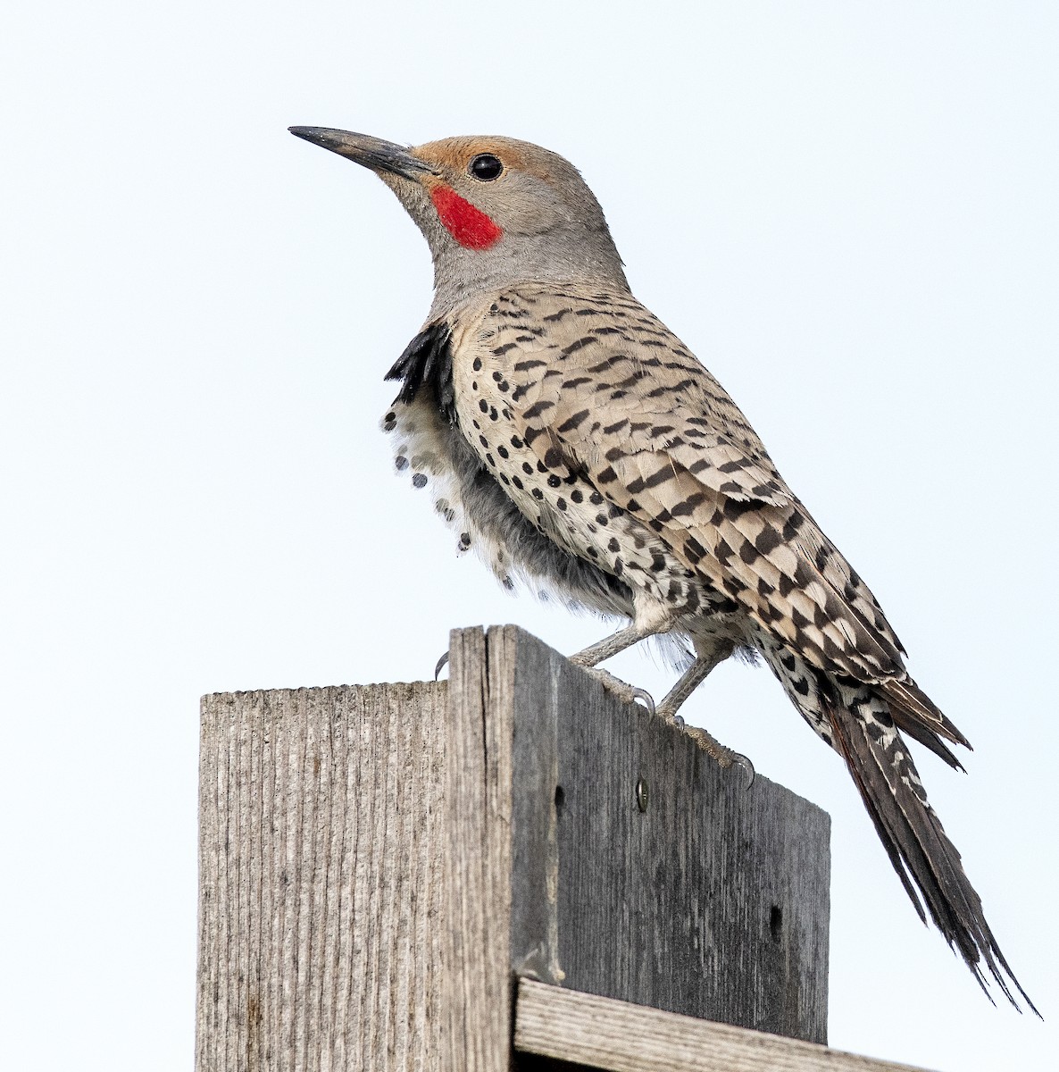 Northern Flicker - ML614871117
