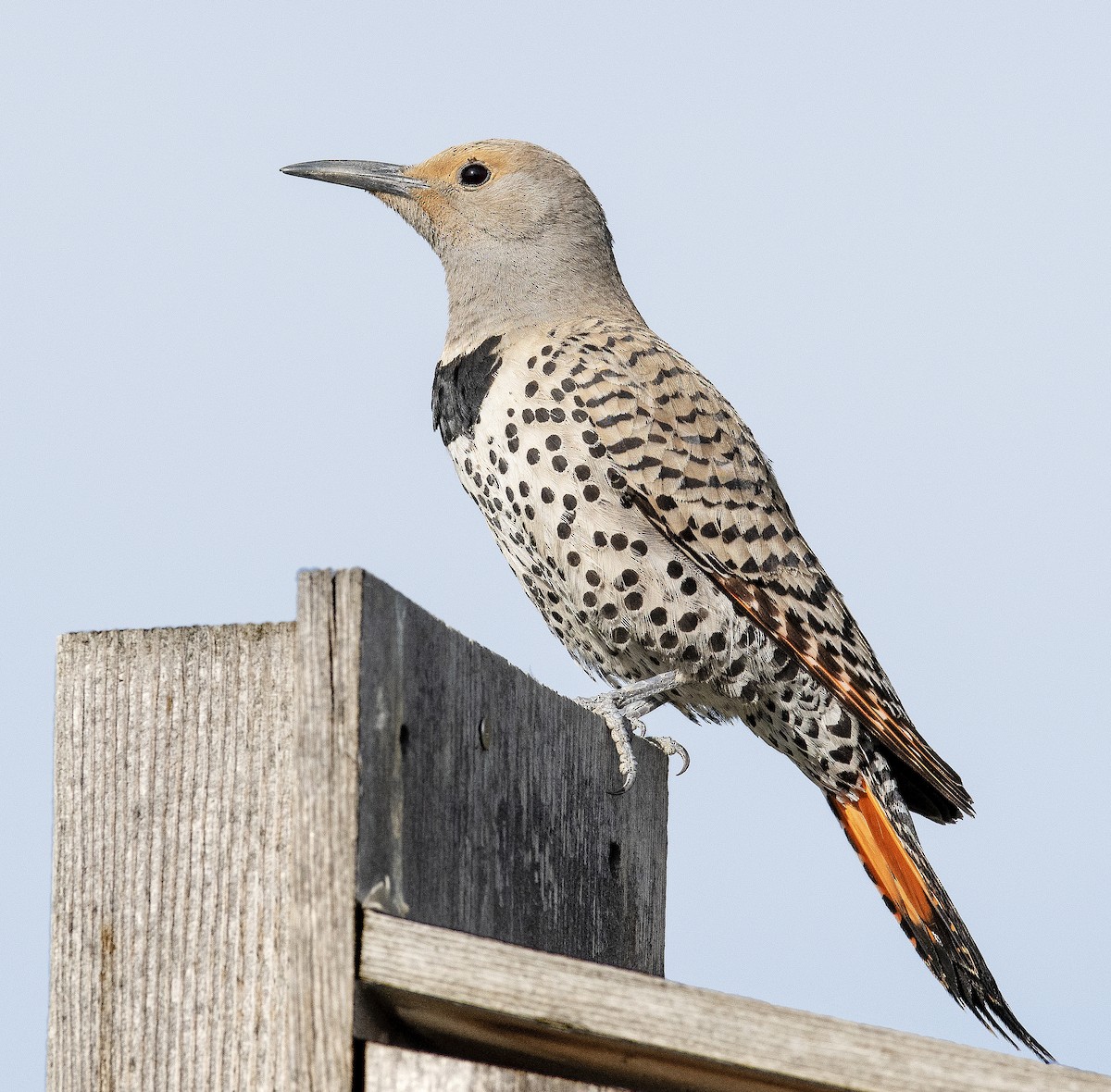 Northern Flicker - ML614871118