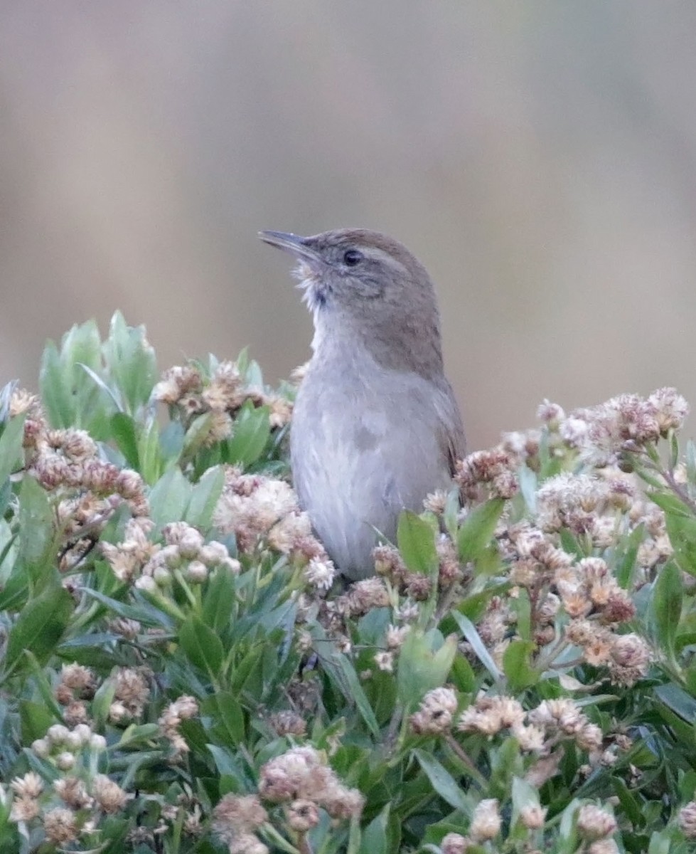 Perijacanastero - ML614871119