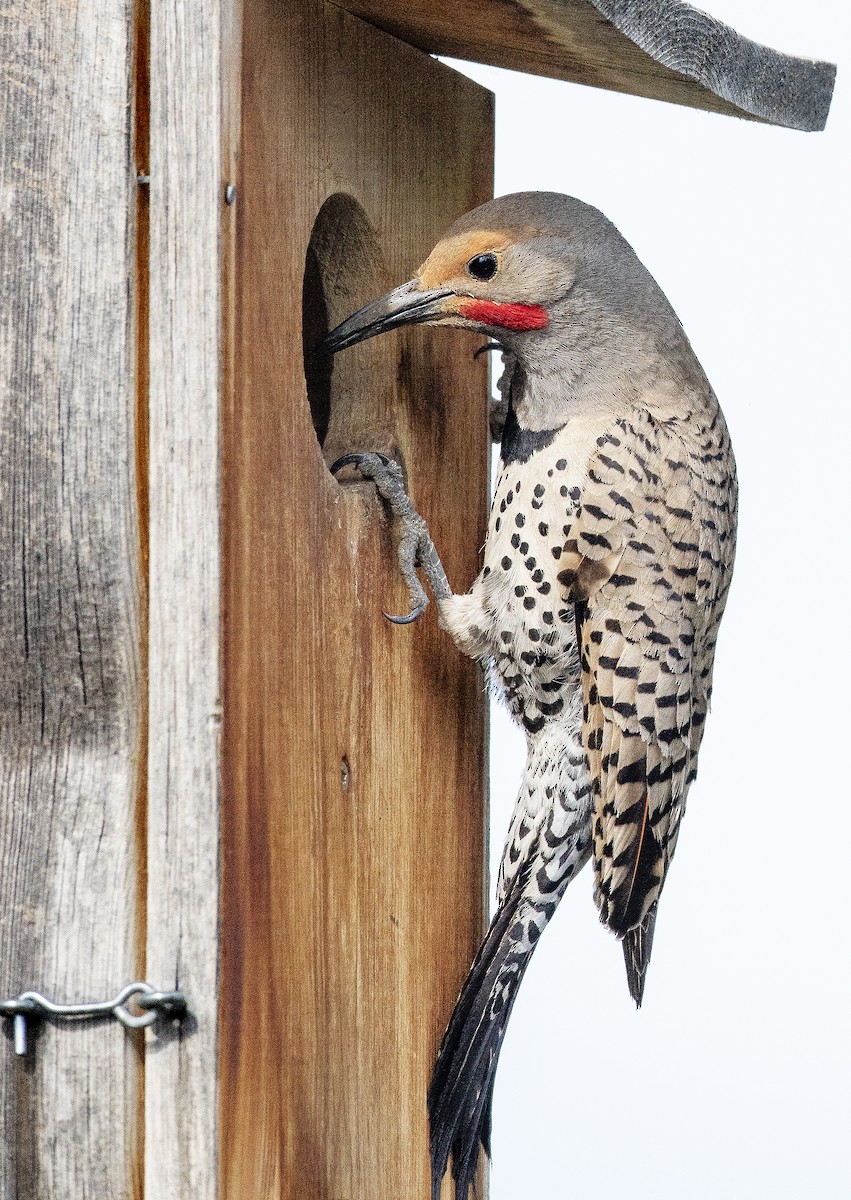 Northern Flicker - Jim Shane