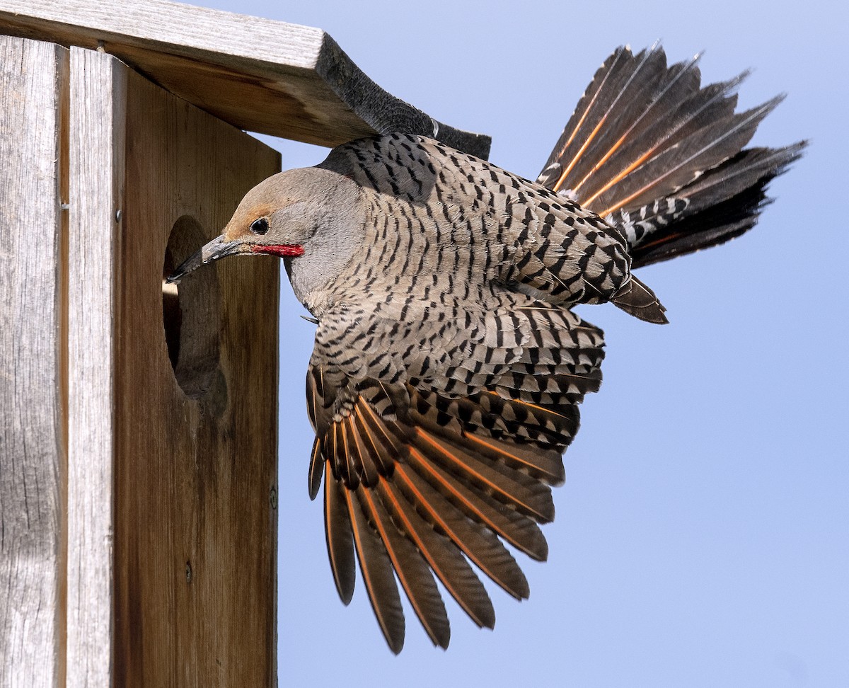 Northern Flicker - ML614871121