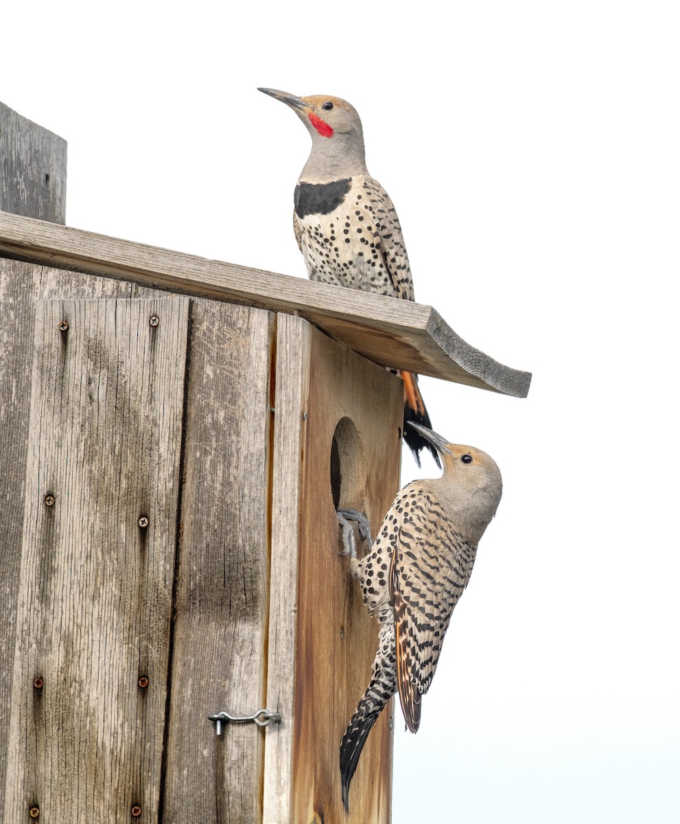 Northern Flicker - ML614871122