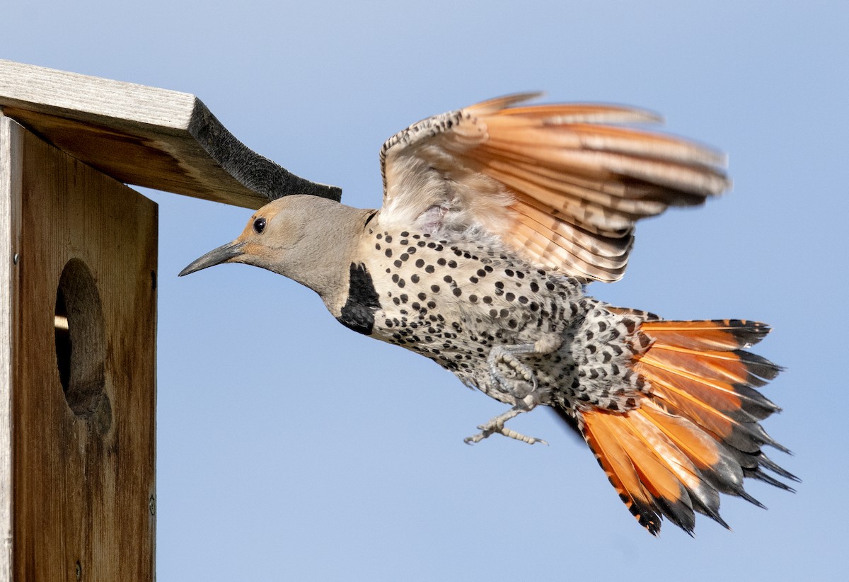 Northern Flicker - Jim Shane