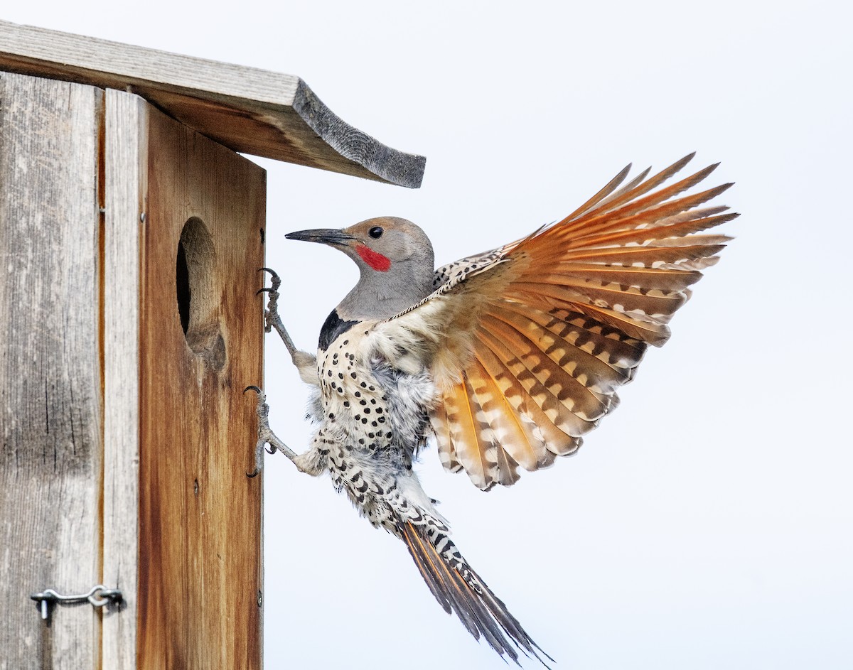 Northern Flicker - ML614871125
