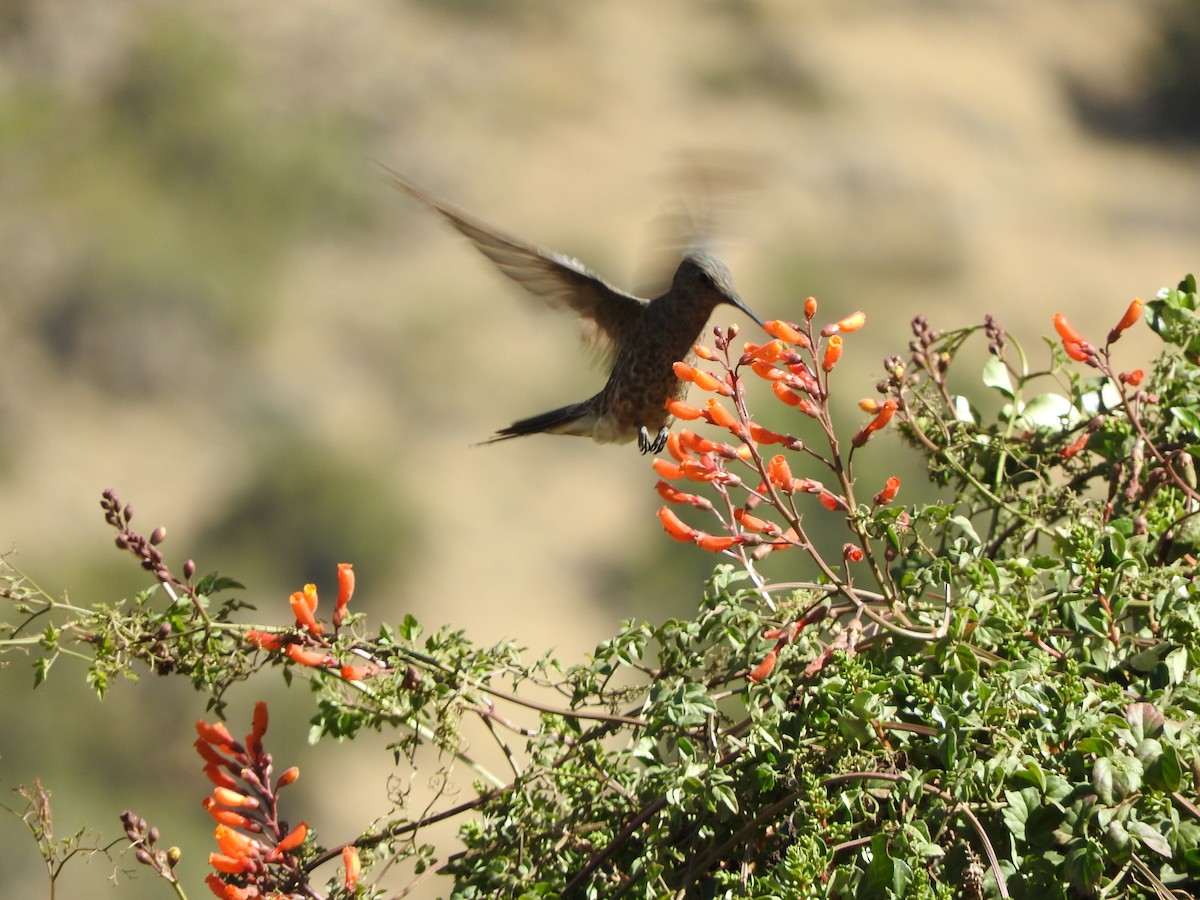 Giant Hummingbird - ML614871146