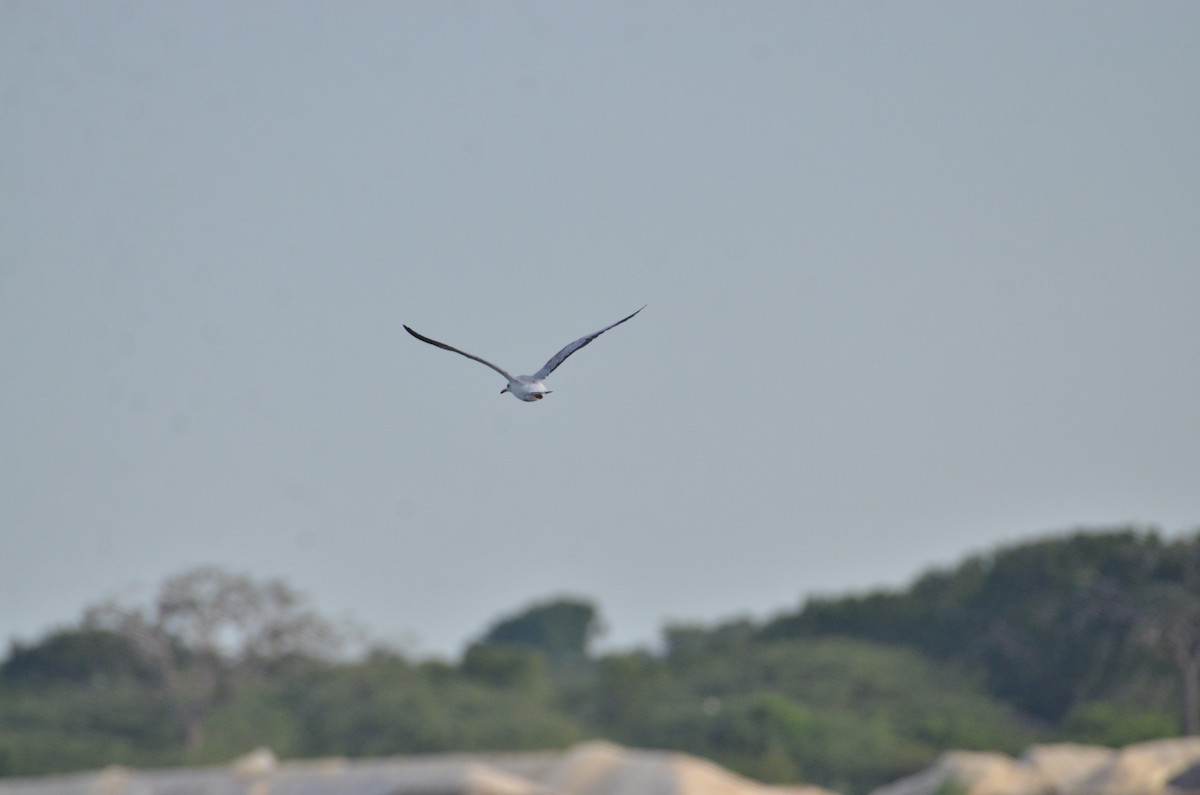 Brown-headed Gull - Roshan Vignarajah