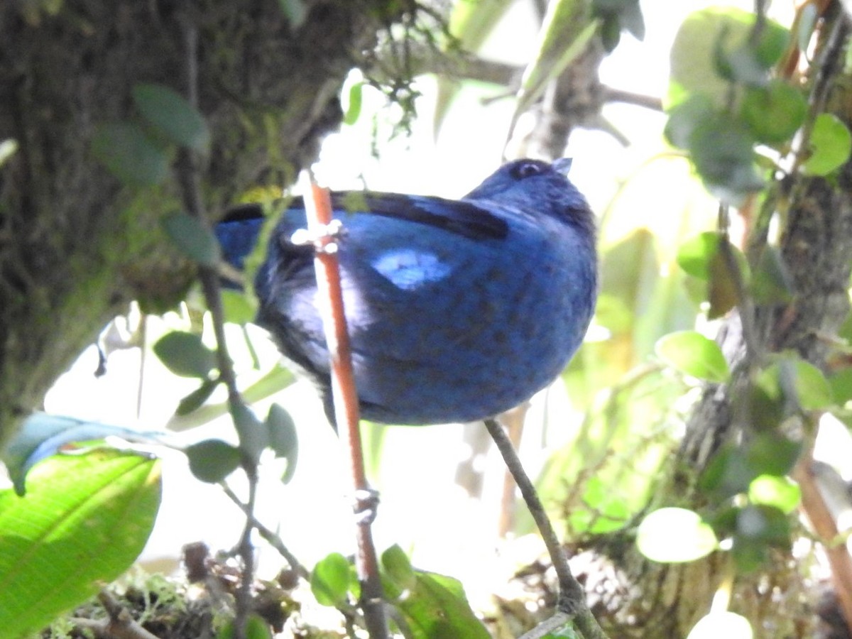 Blue-and-black Tanager (Blue-and-black) - ML614871151