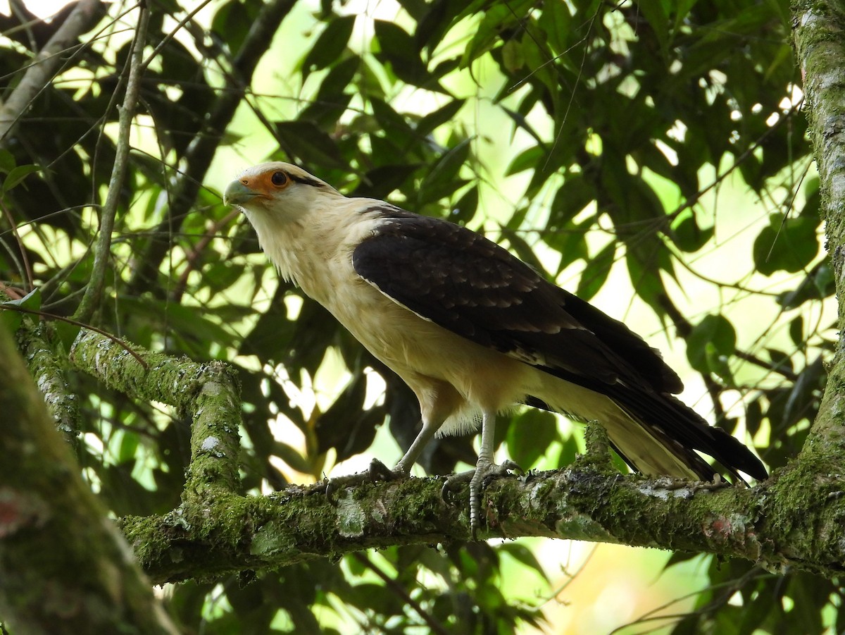 Caracara Chimachima - ML614871169