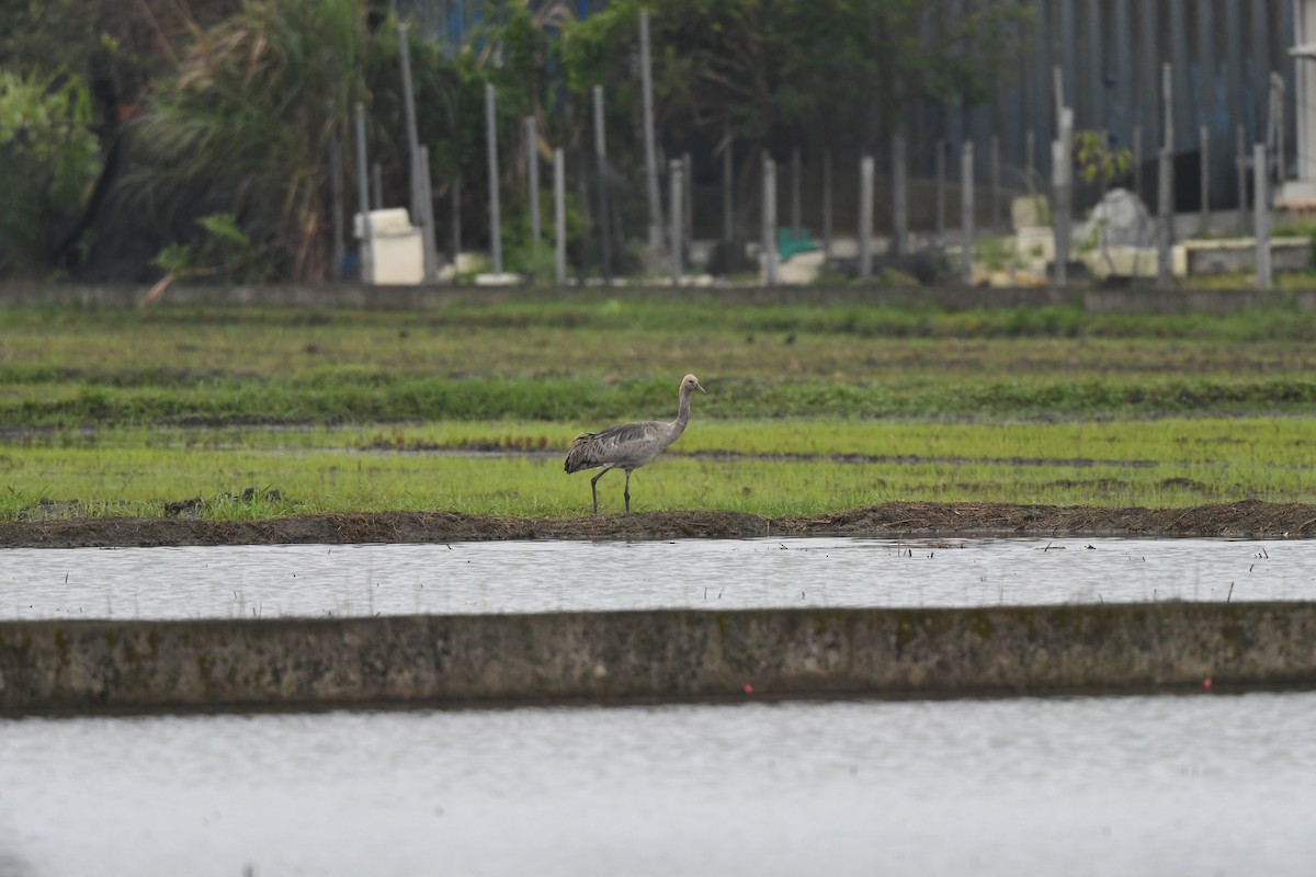 Common Crane - ML614871180