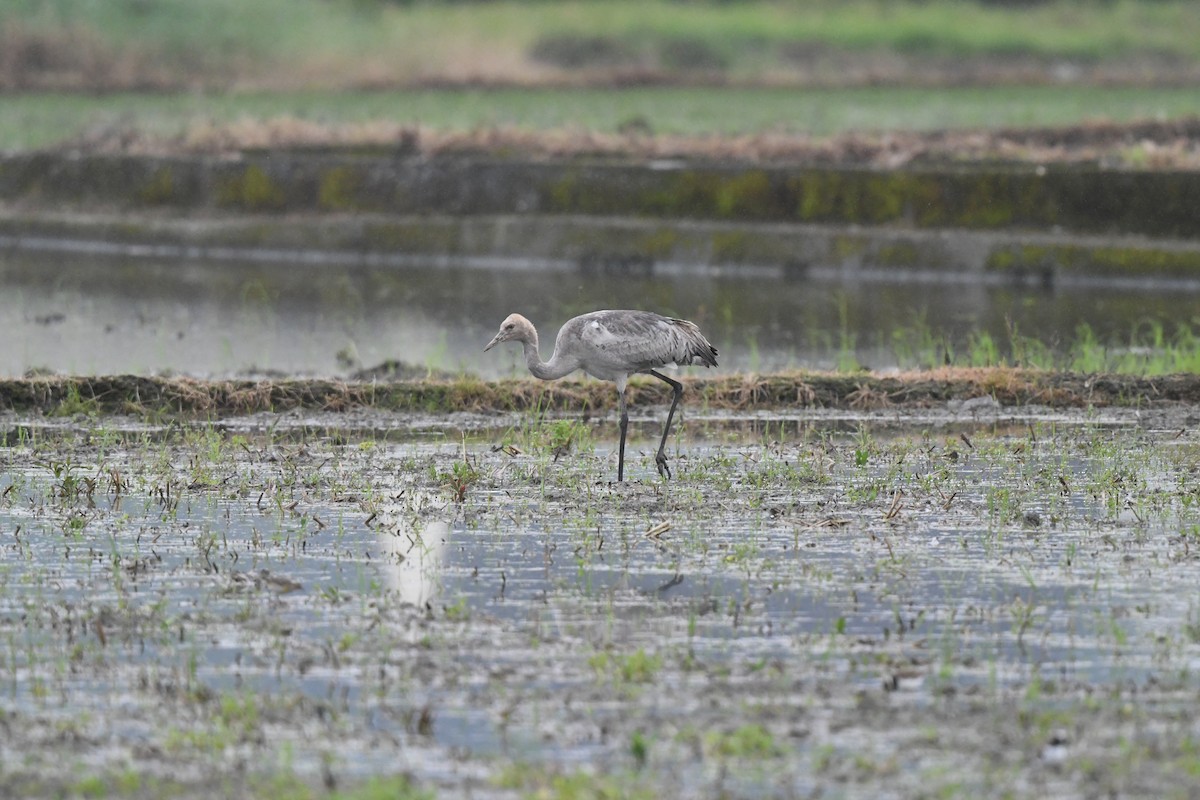 Common Crane - Paul Shaffner