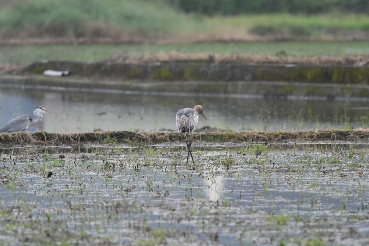 Common Crane - ML614871186