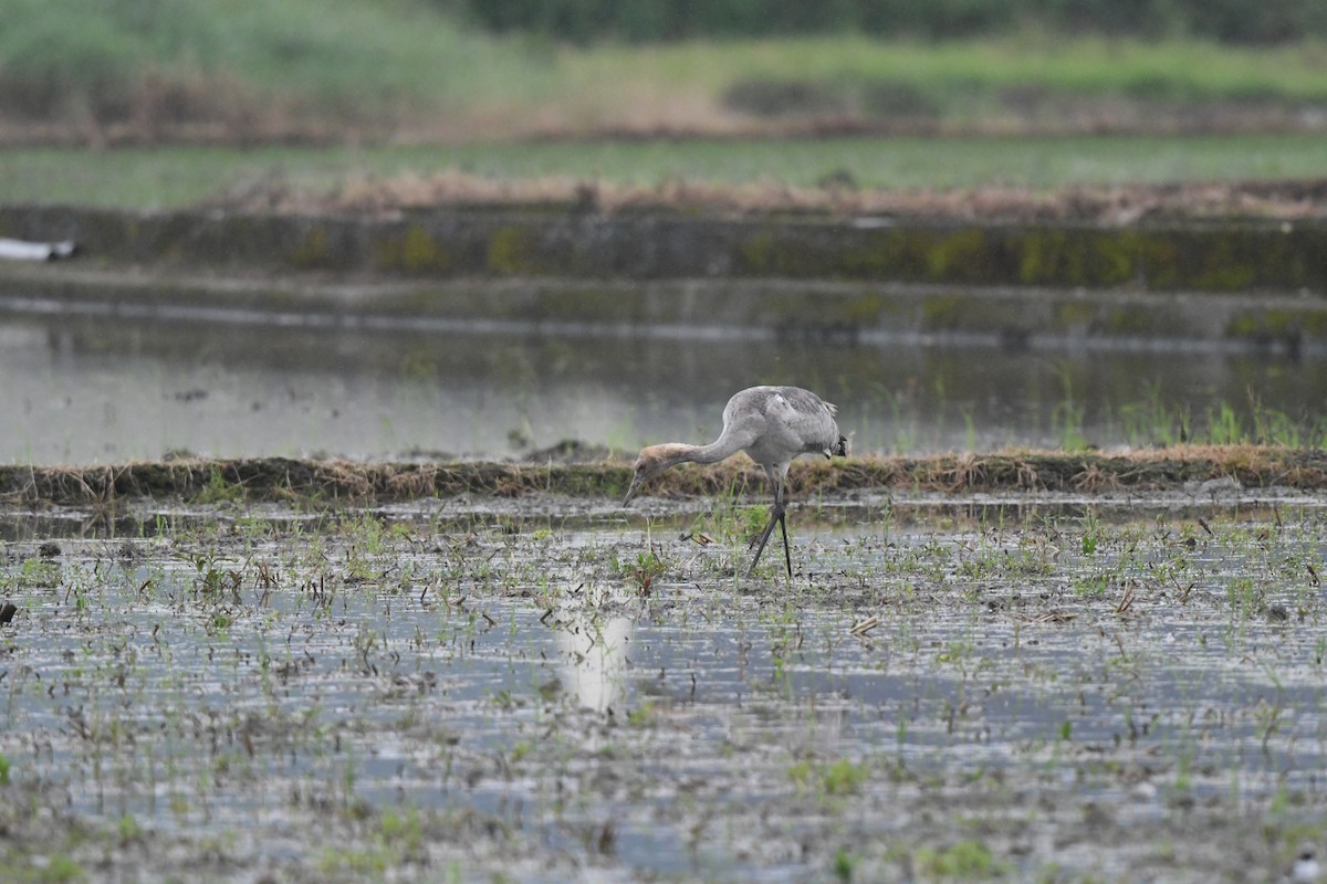 Common Crane - Paul Shaffner