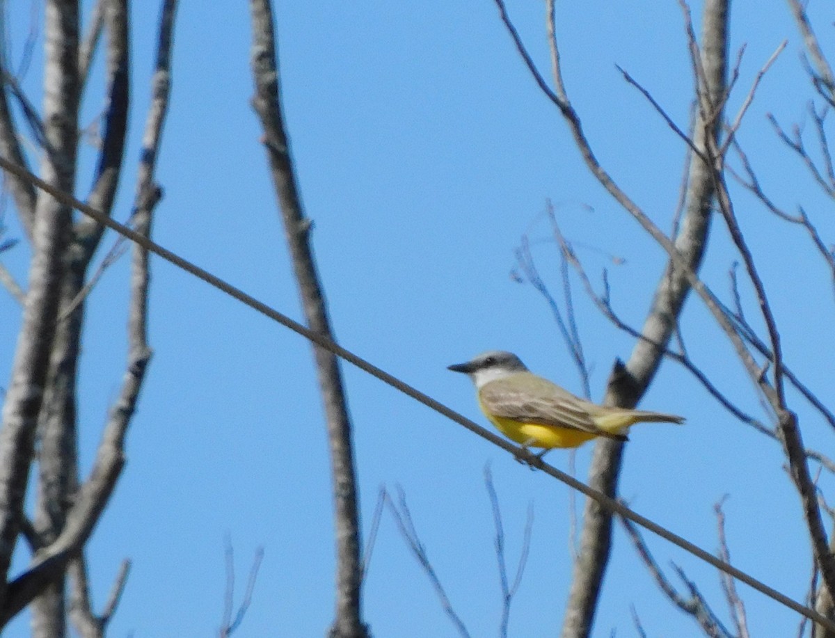 Couch's Kingbird - ML614871191