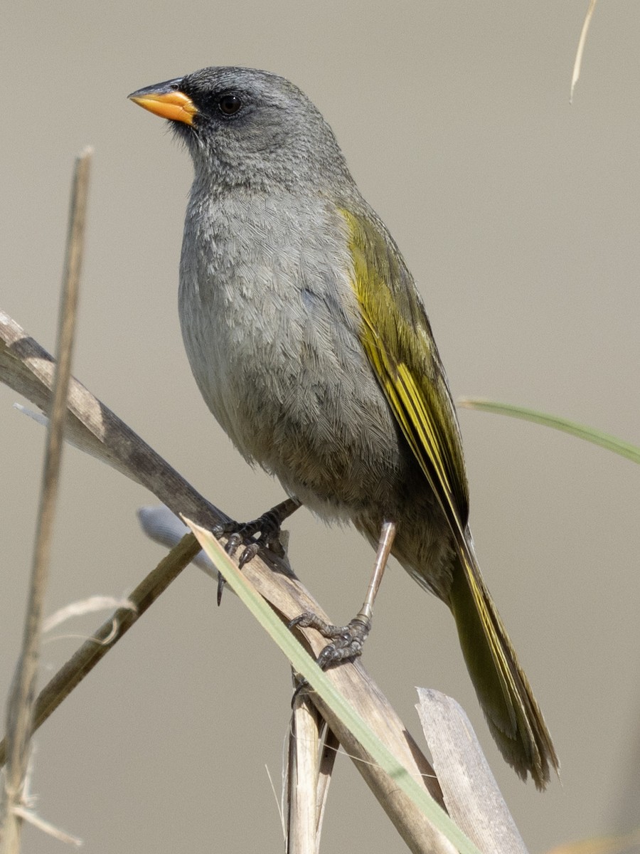 Great Pampa-Finch (Eastern) - ML614871209