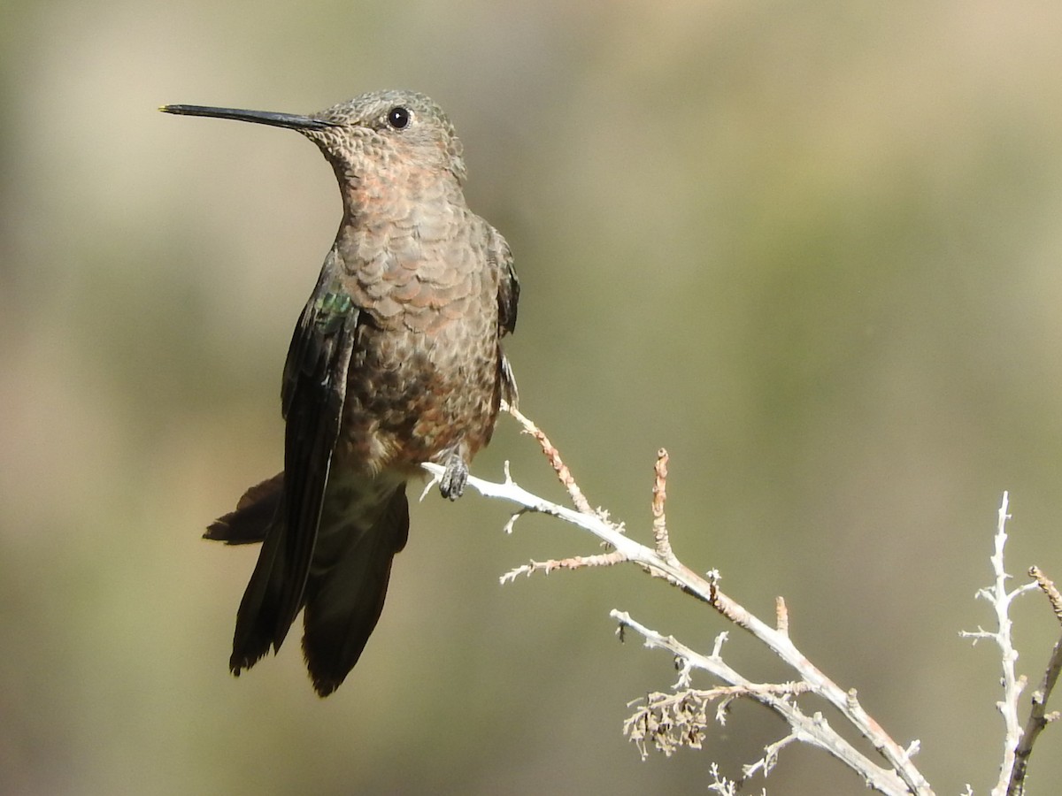 Giant Hummingbird - ML614871218