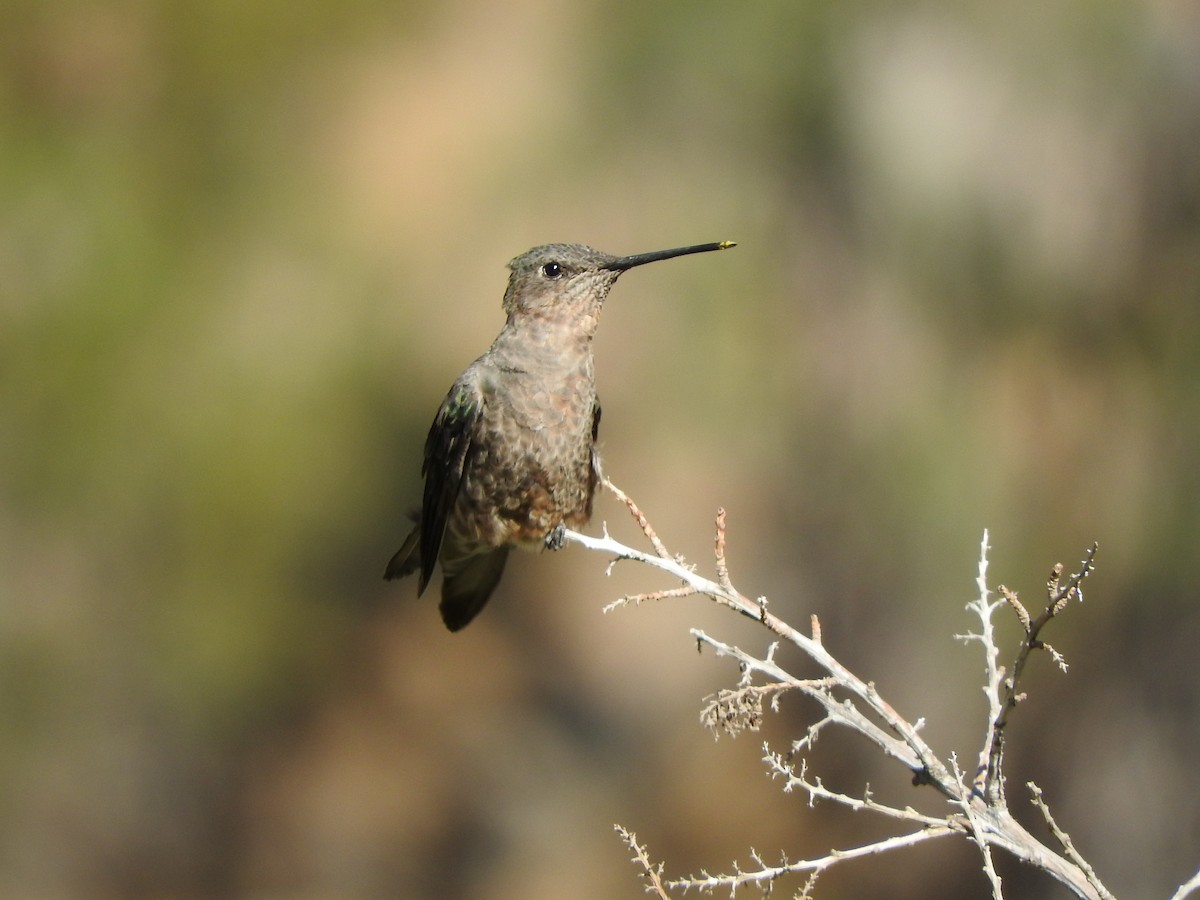 Giant Hummingbird - ML614871219