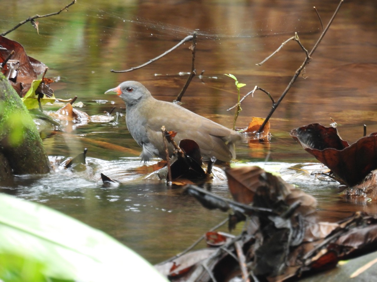 Paint-billed Crake - ML614871249