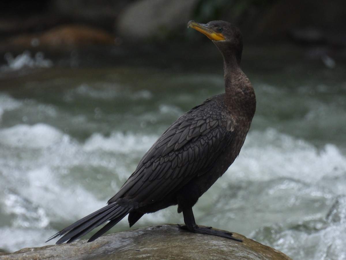 Neotropic Cormorant - ML614871253