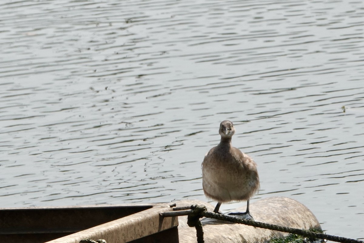 Little Grebe - ML614871278