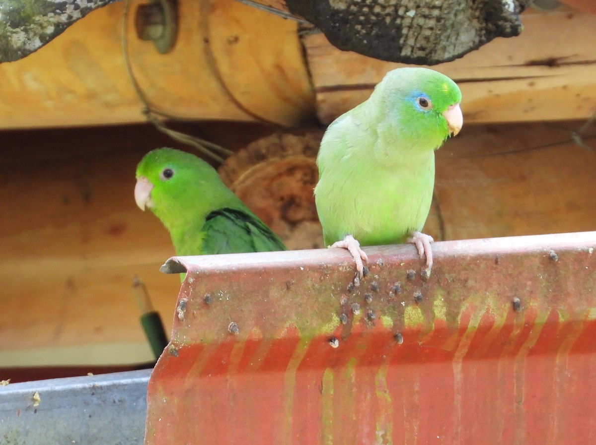Spectacled Parrotlet - ML614871330