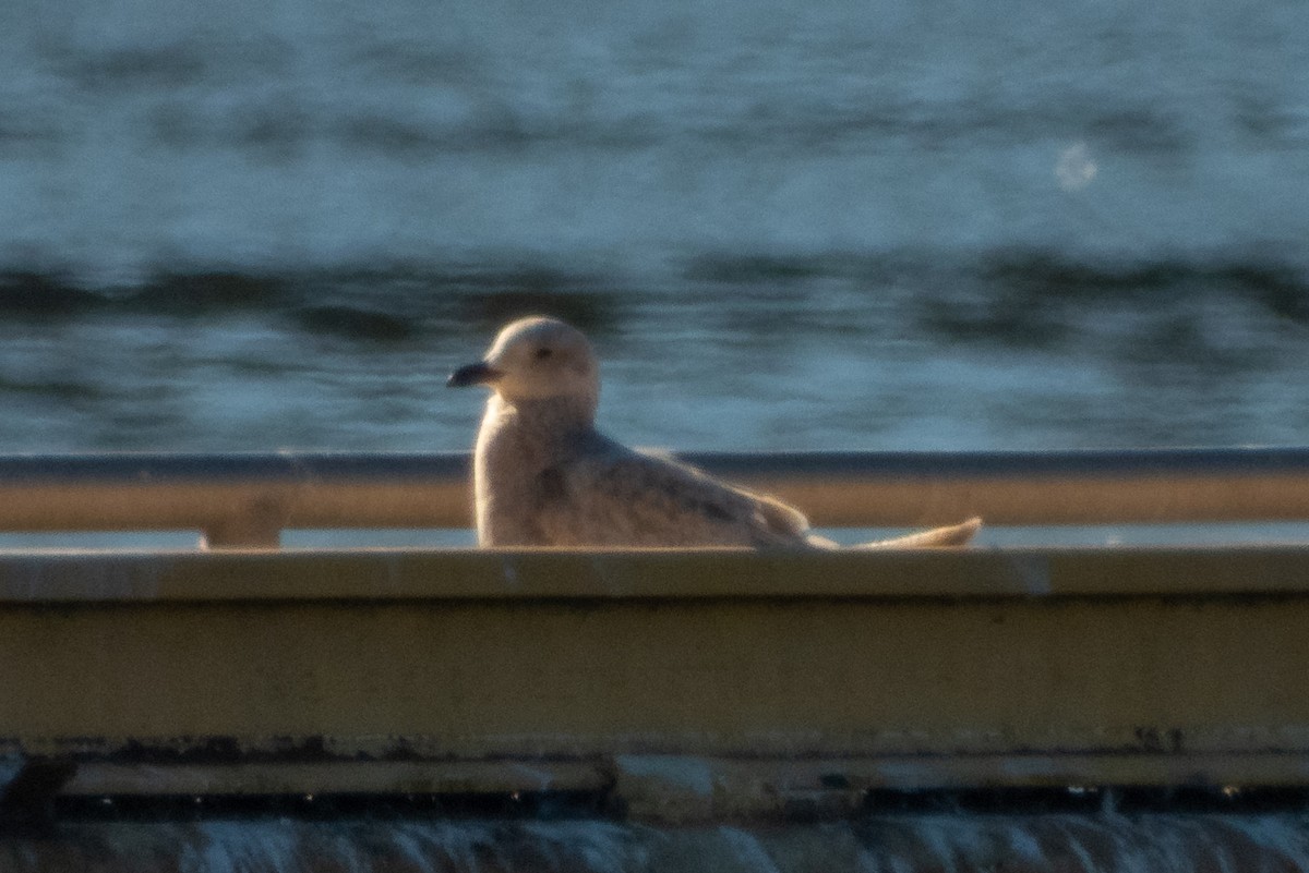 Iceland Gull (Thayer's) - ML614871333