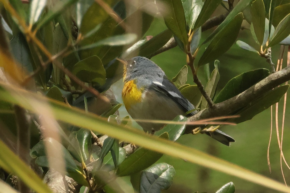 Northern Parula - ML614871351