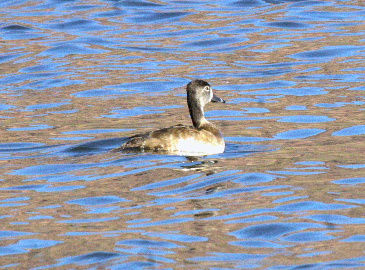 Ring-necked Duck - ML614871358