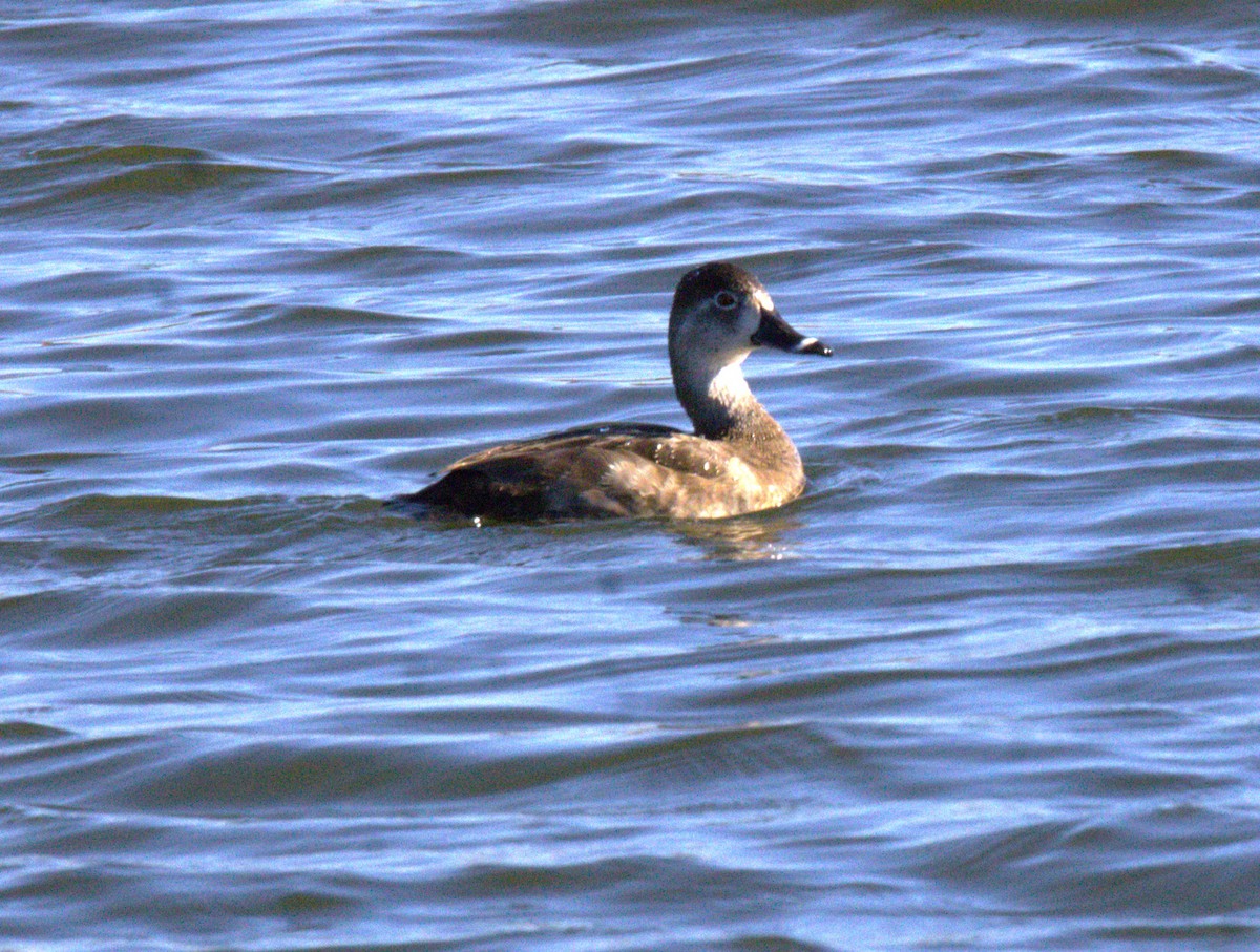 Ring-necked Duck - Don Carney