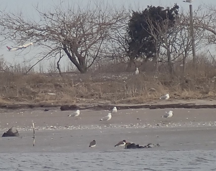 American Oystercatcher - ML614871390