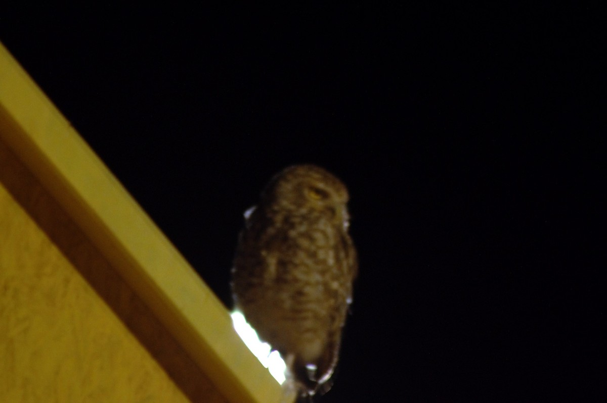 Burrowing Owl - Gabriel Sandon