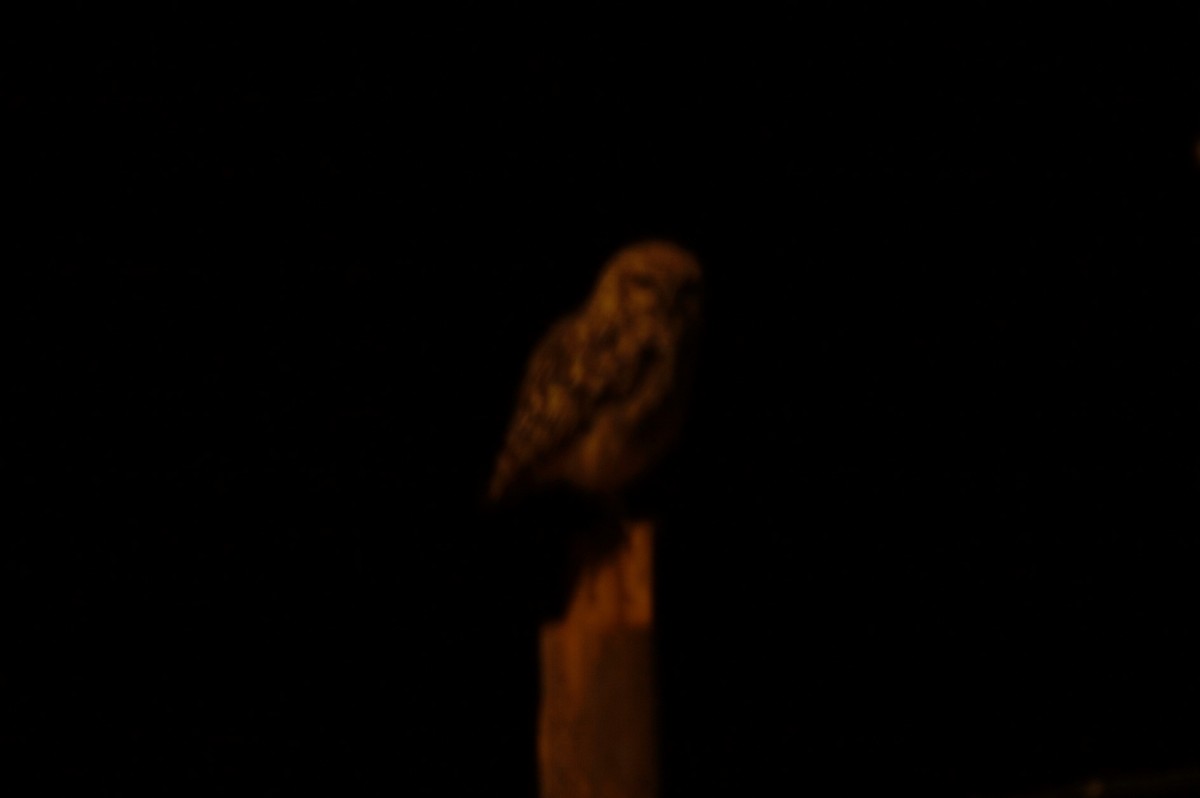 Burrowing Owl - Gabriel Sandon