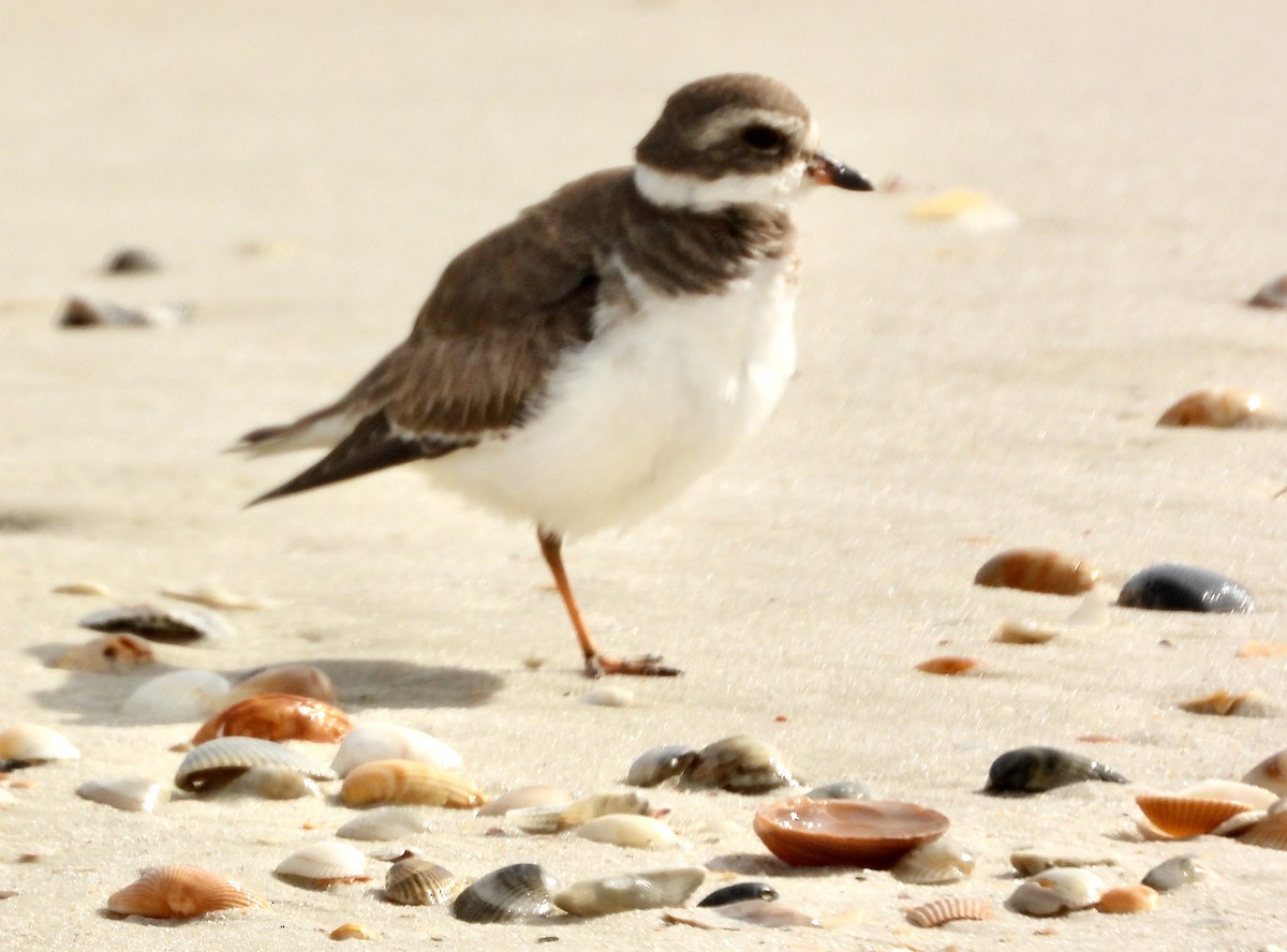 Semipalmated Plover - ML614871523