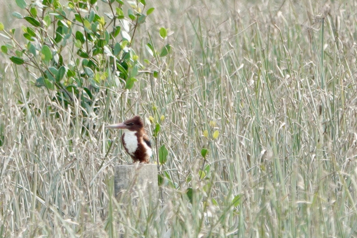 White-throated Kingfisher - ML614871538