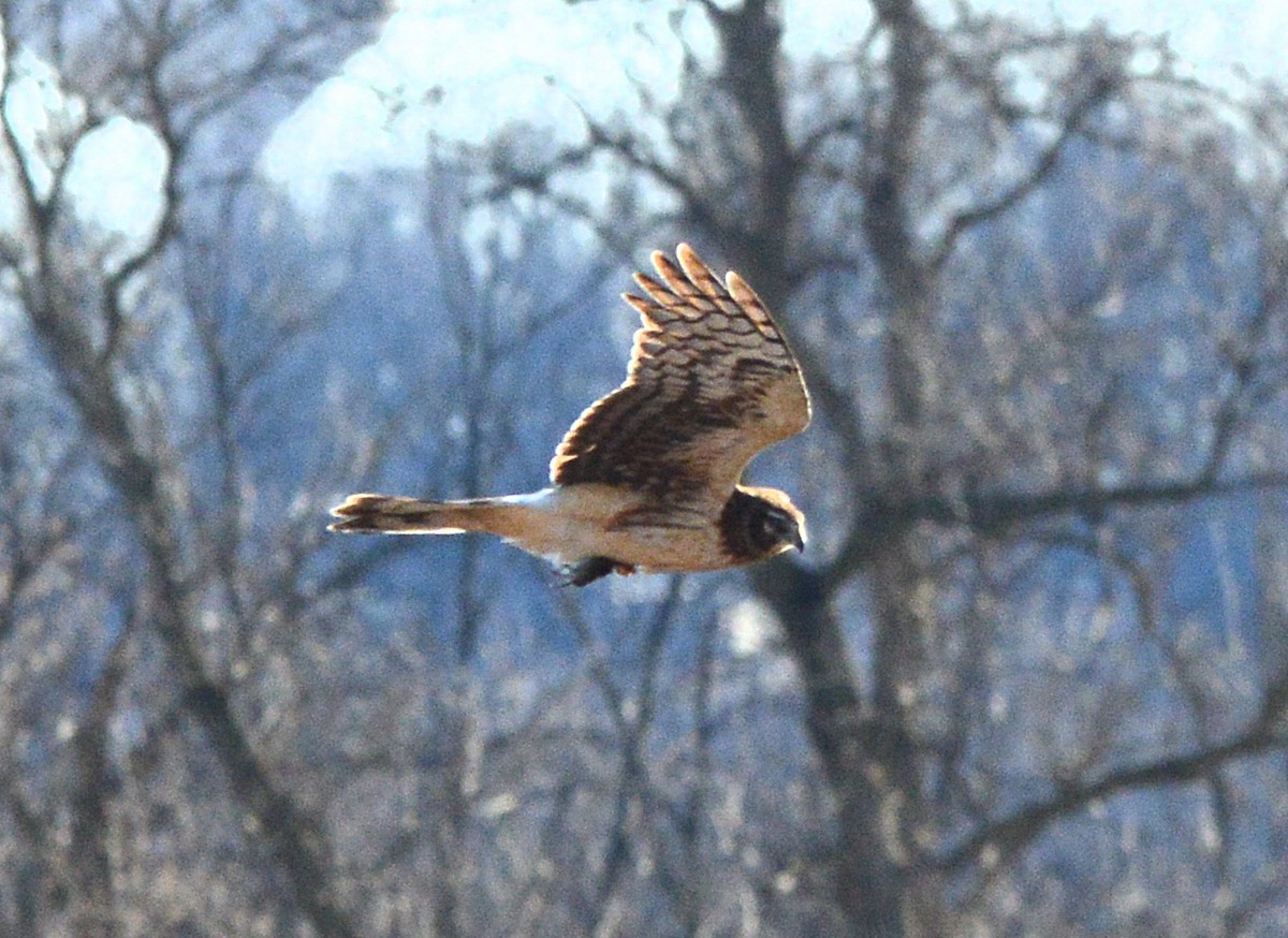 Northern Harrier - Vicki Buchwald