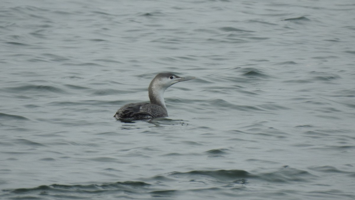 Red-throated Loon - ML614871605