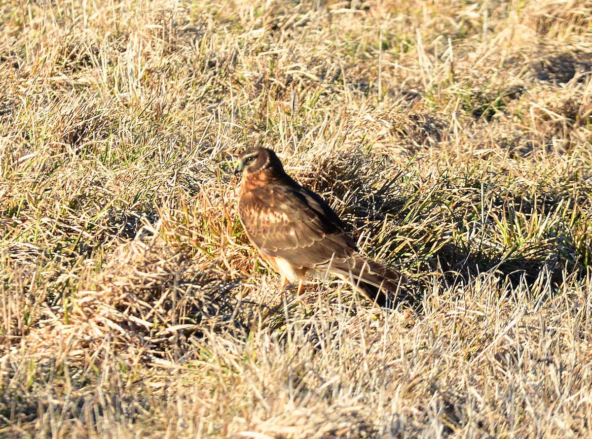 Northern Harrier - Vicki Buchwald