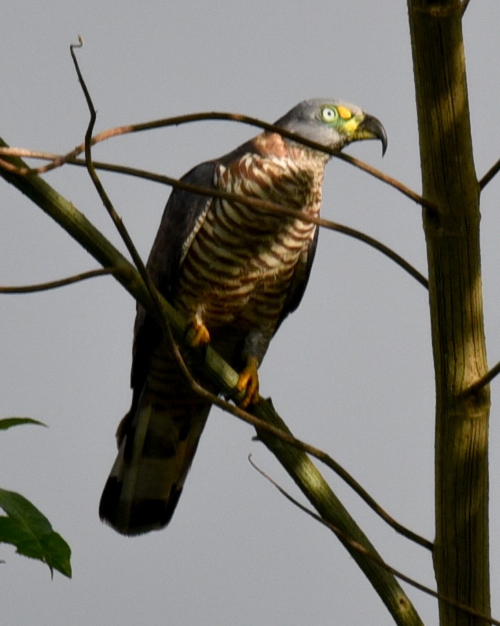 Hook-billed Kite (Hook-billed) - Barbara Maytom