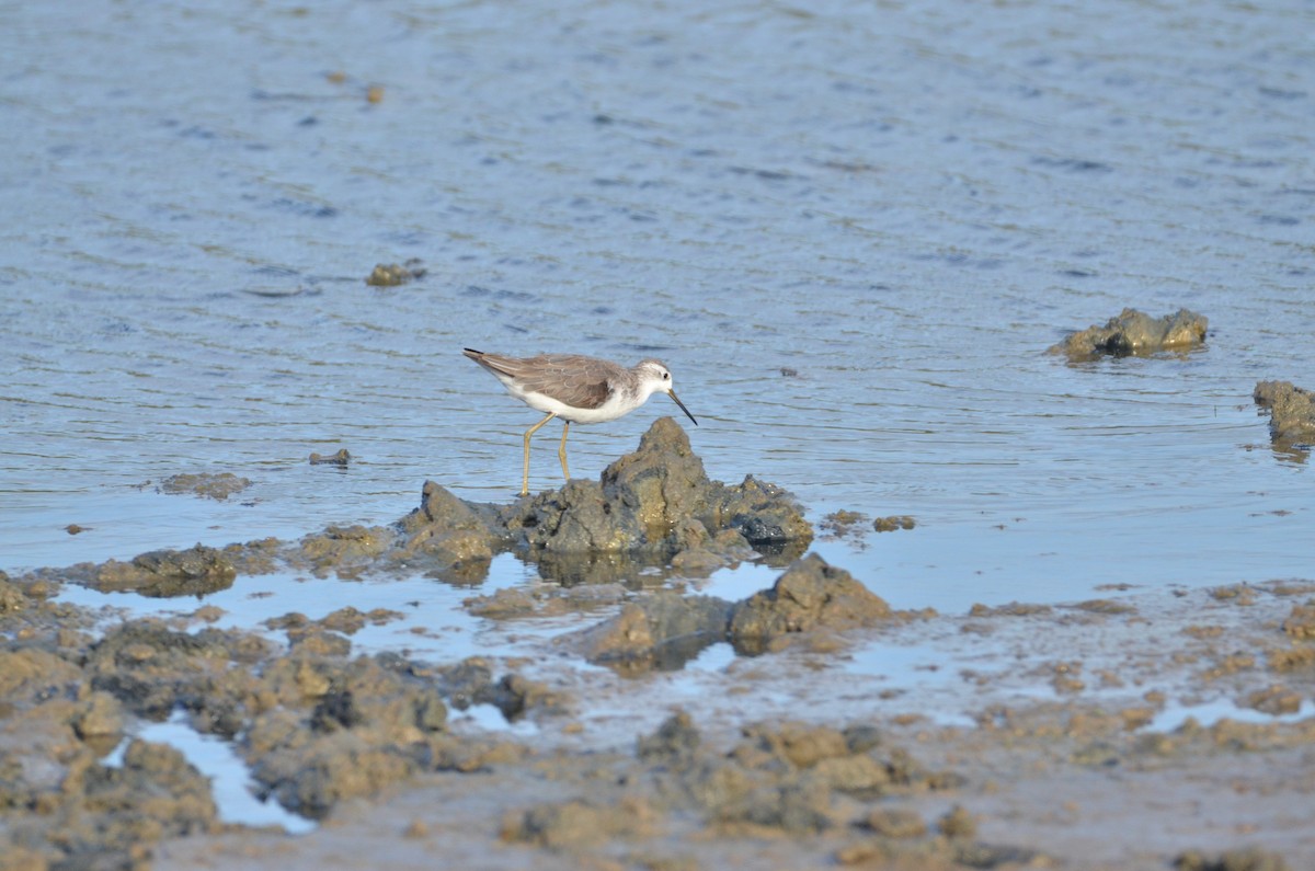 Marsh Sandpiper - ML614871692