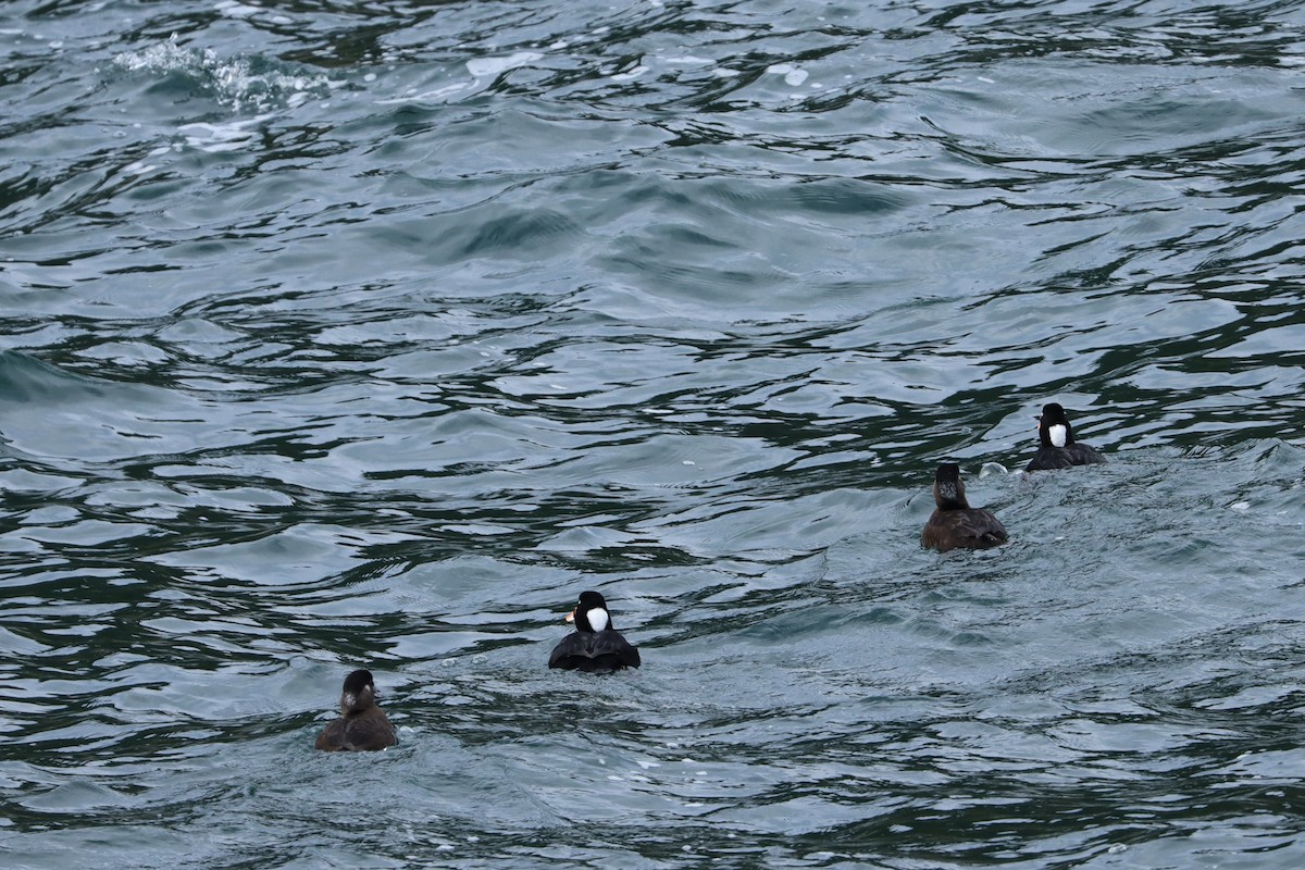 Surf Scoter - ML614871774