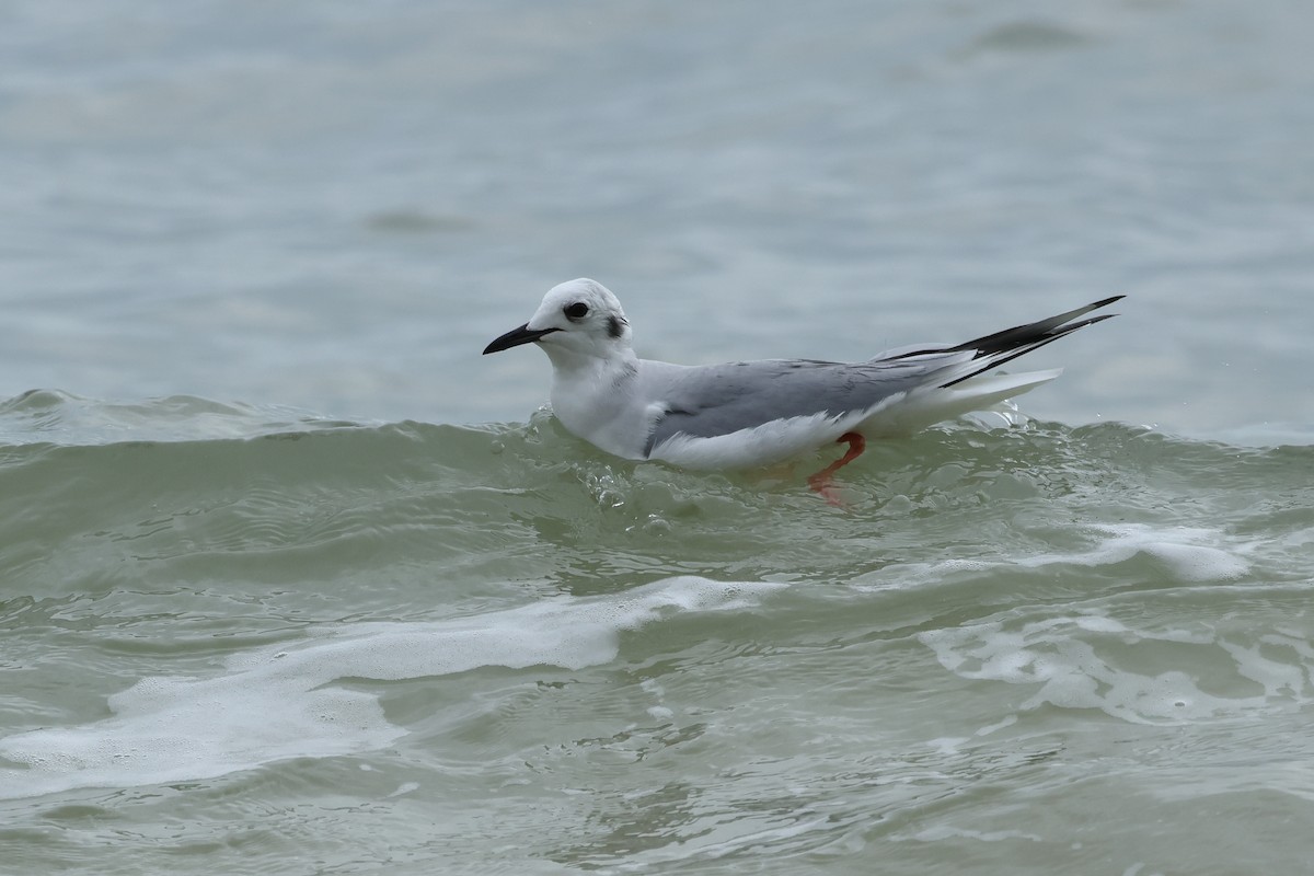 Mouette de Bonaparte - ML614871786