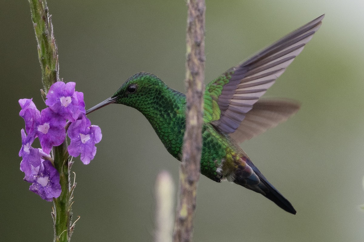 Blue-vented Hummingbird - ML614871810