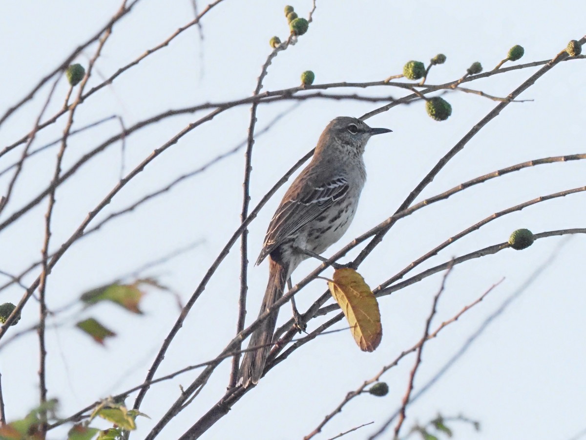 Bahama Mockingbird - ML614871813