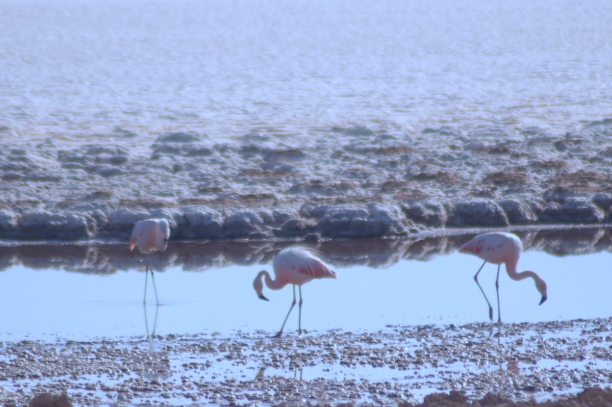 Chilean Flamingo - ML614871820