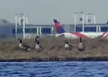 Canada Goose - Louis DeMarco