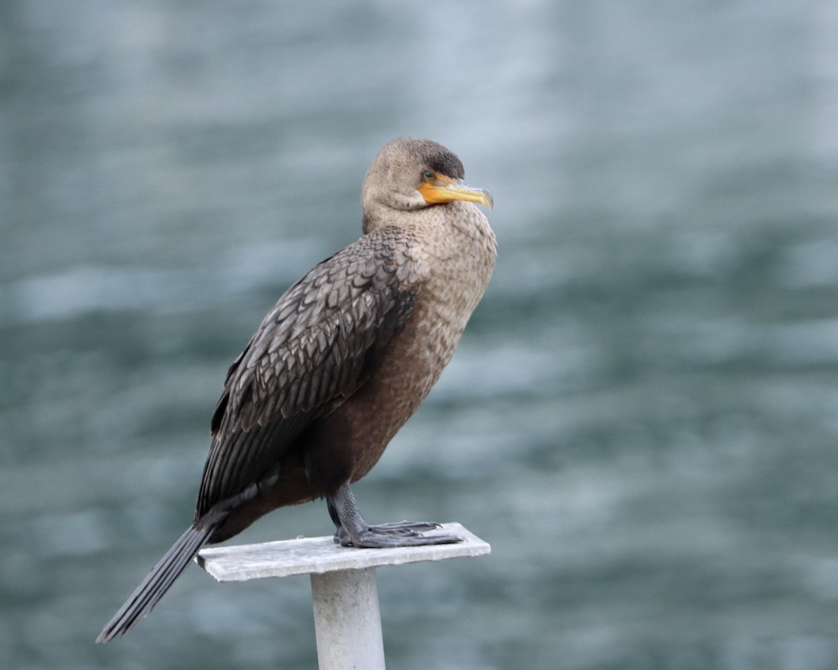 Double-crested Cormorant - ML614871829