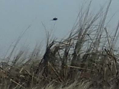 Northern Harrier - ML614871843