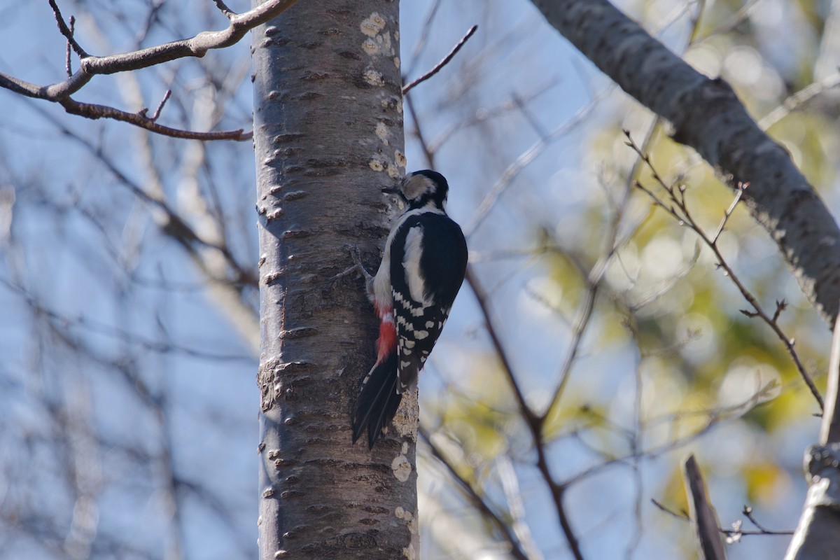 Great Spotted Woodpecker - ML614871854