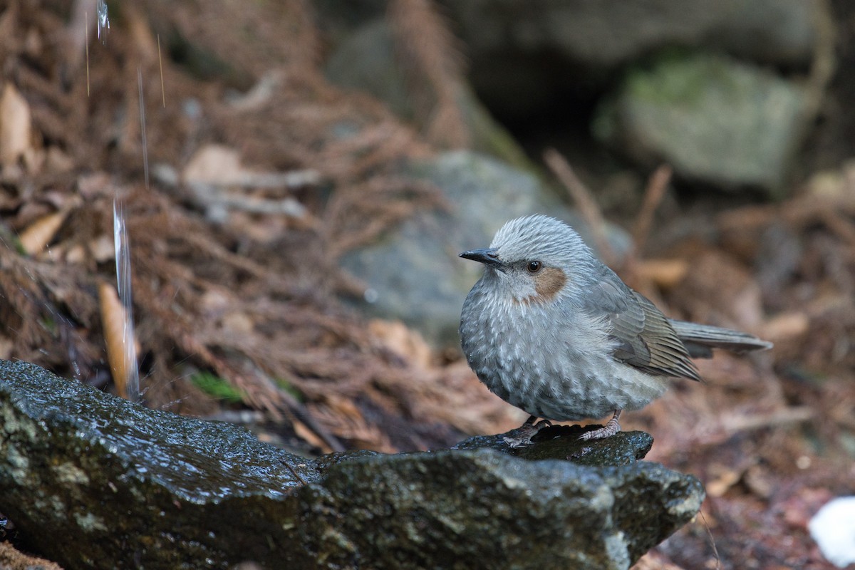 Brown-eared Bulbul - Anonymous