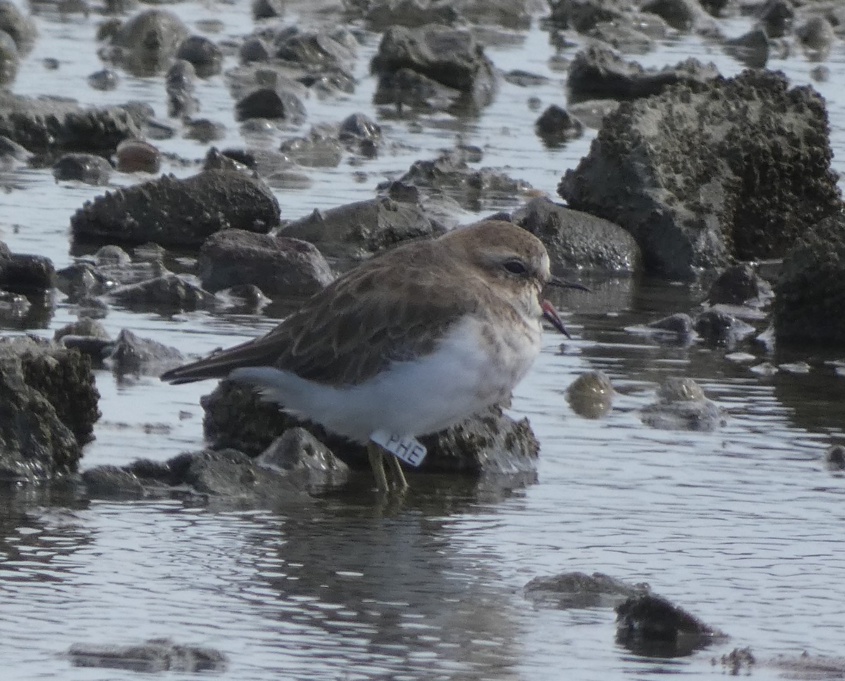 Double-banded Plover - ML614871926